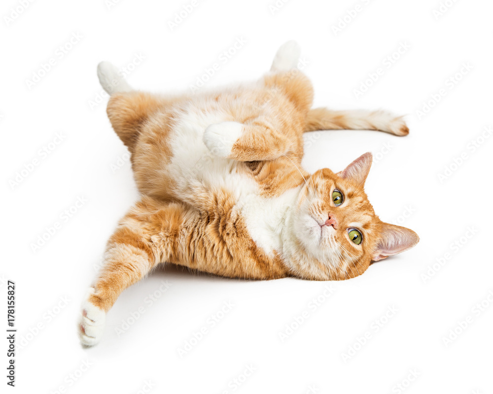 Naklejka premium Playful Orange Tabby Cat on White