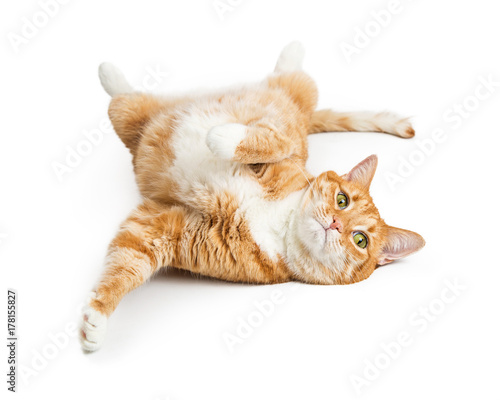 Playful Orange Tabby Cat on White