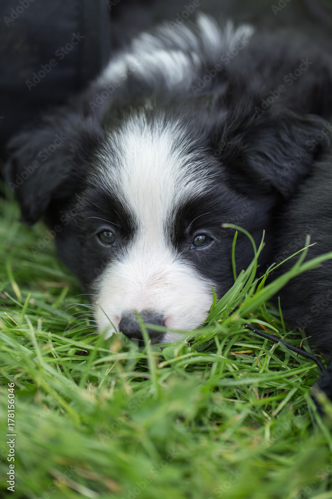 Fototapeta premium border collie