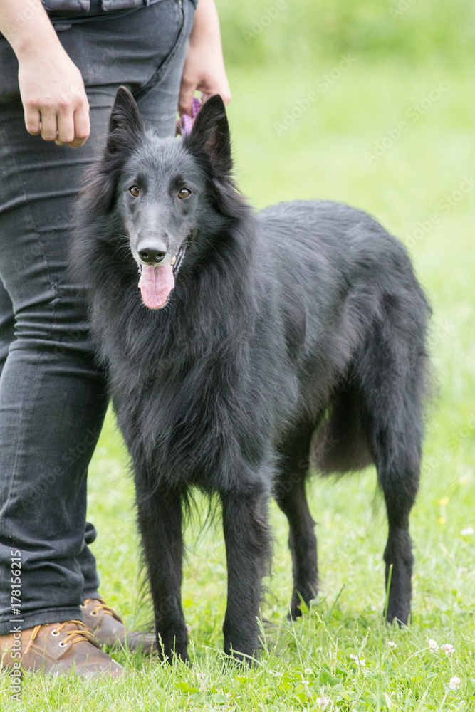groenendael groenendael