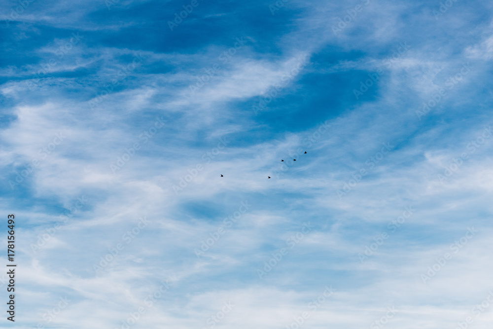 Fototapeta premium Pássaros voando no céu azul