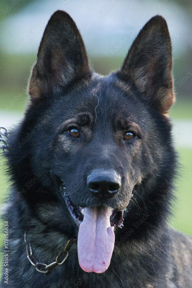 German shepherd German shepherd