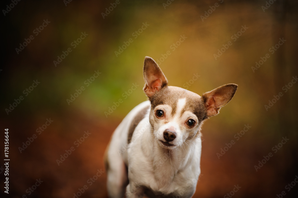Chihuahua dog outdoor portrait in nature