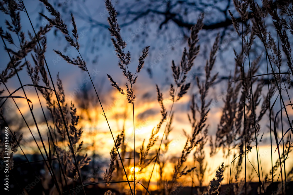 Sunset, view through the grass in the field
Sunset, view through the grass in the field