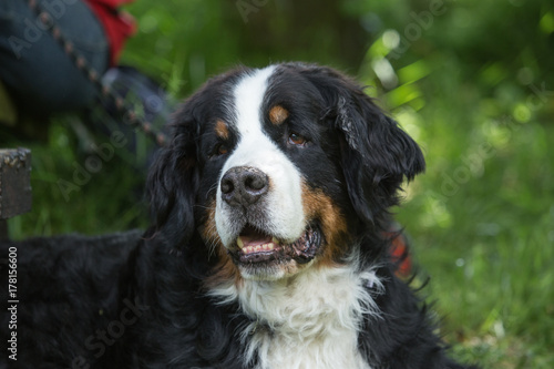 Bernese Mountain Dog