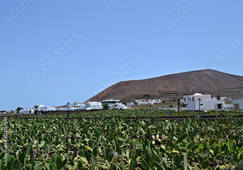 Lanzarote Guatiza Jardín de Cactus photo