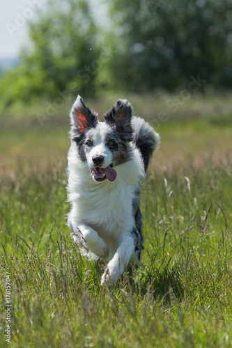 border collie