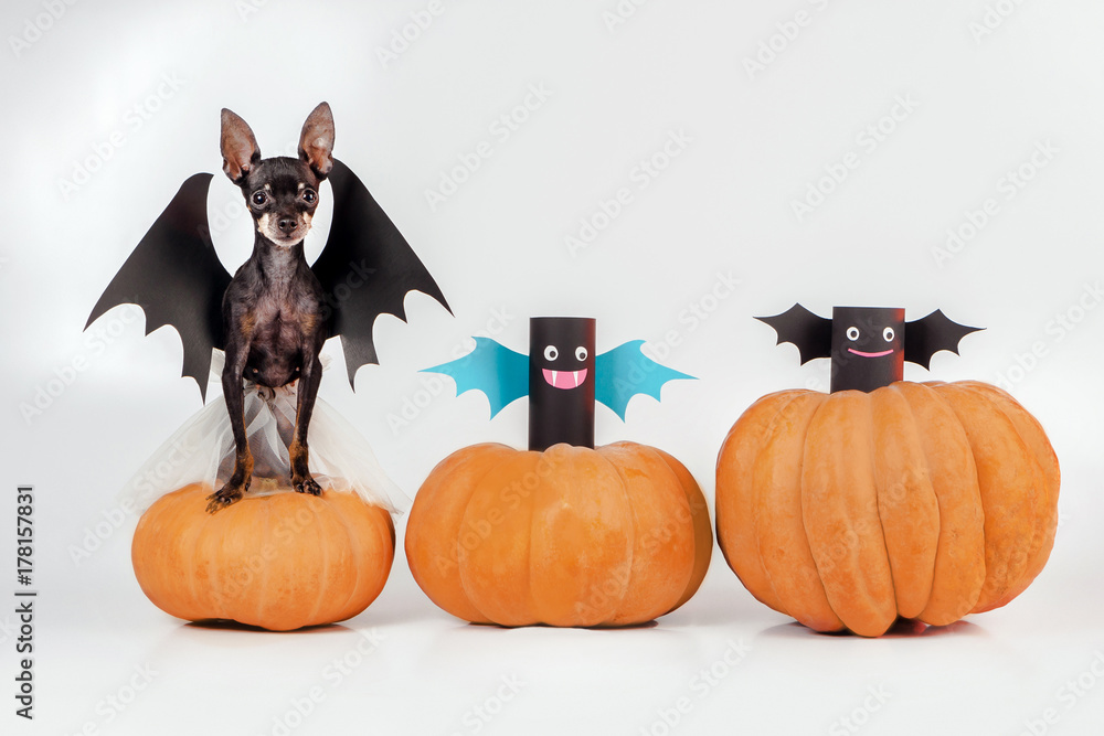Fotografie A dog is sitting on a pumpkin