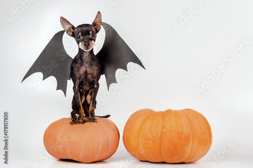 A small dog. The dog demon....