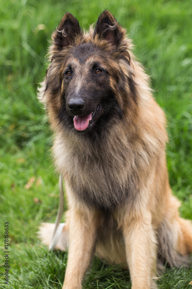tervuren tervuren
