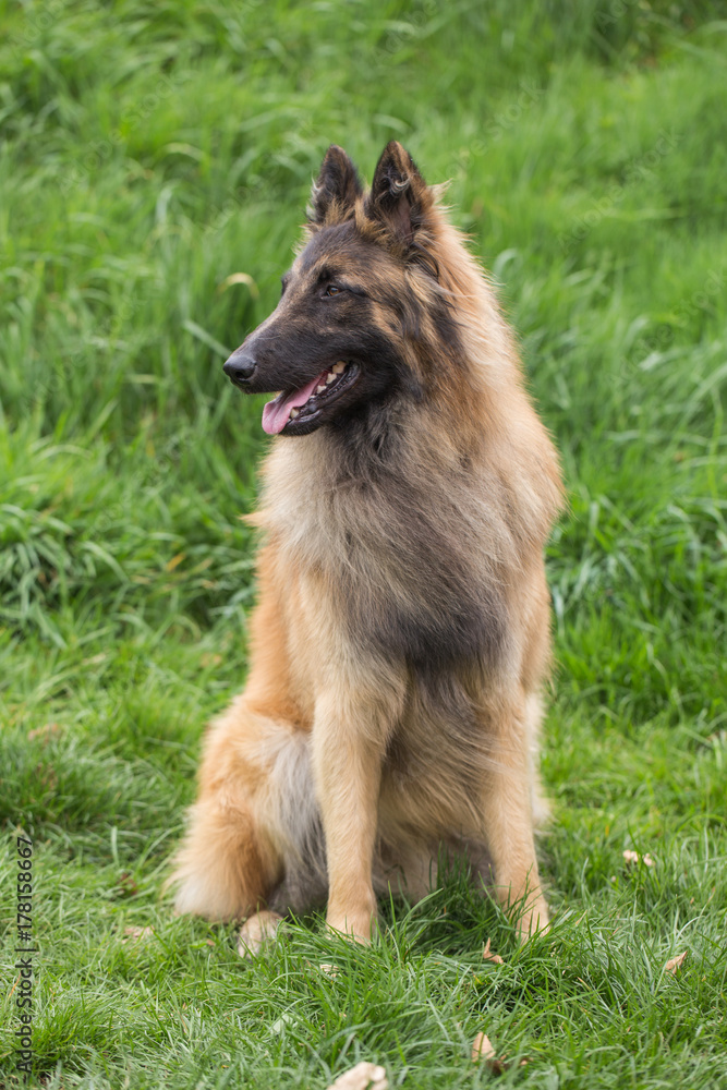 tervuren tervuren