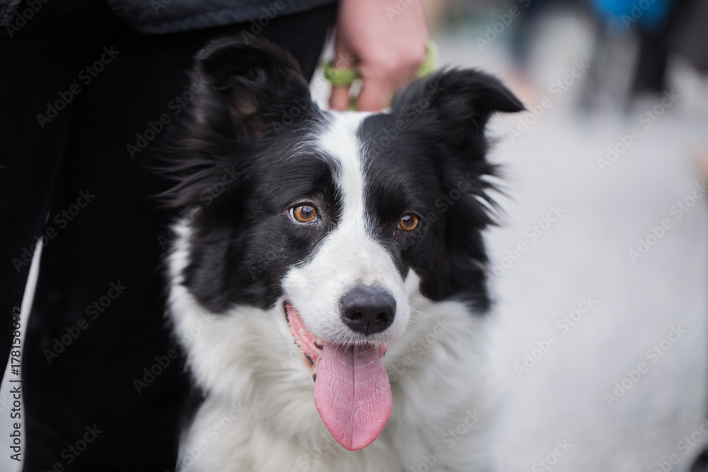 border collie