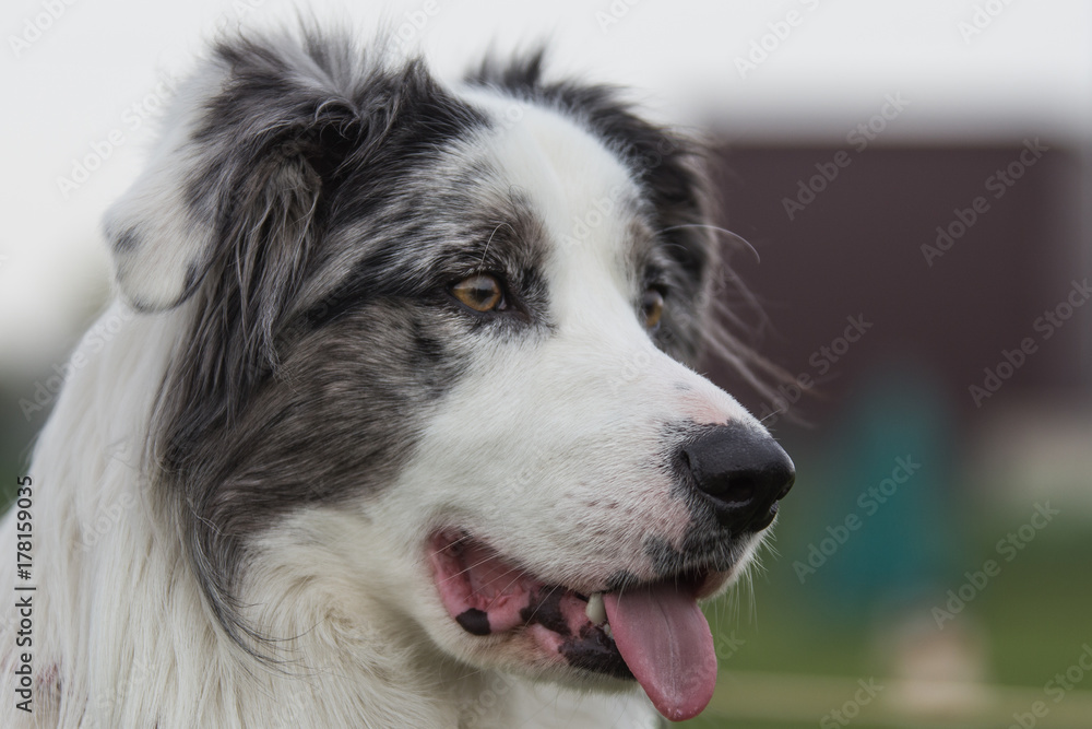 border collie