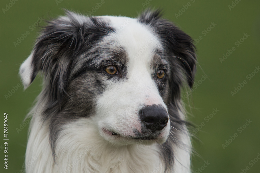 border collie