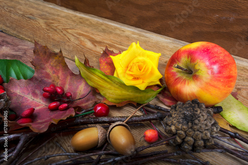 Fototapeta Naklejka Na Ścianę i Meble -  Thanksgiving background with barberry, maple leaves and yellow rose