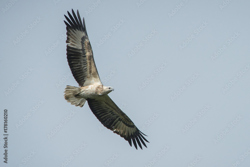 Fototapeta premium White-bellied Sea-eagle flying ,young bird