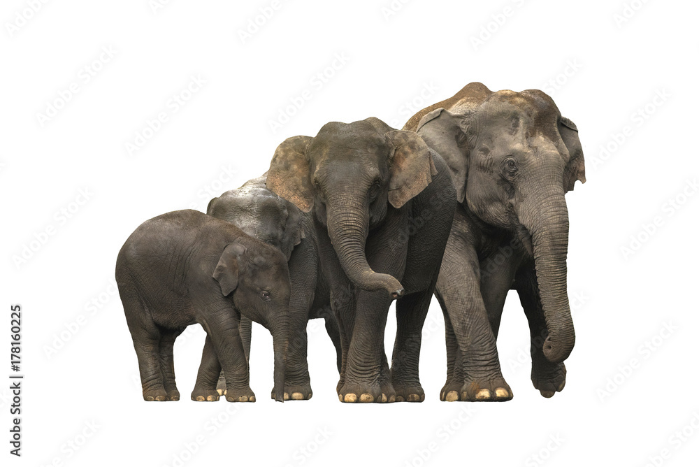 Family of Asian elephants isolated on white background