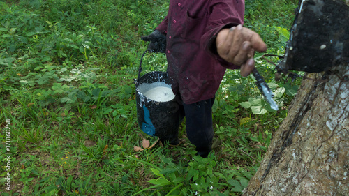 A worker collects natural latex from a rubber tree at a rubber tree plantation