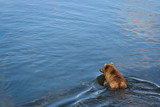 Juvenile grizzly bear walking into a lake
