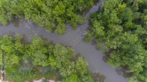 Aerial river and mangrove fores