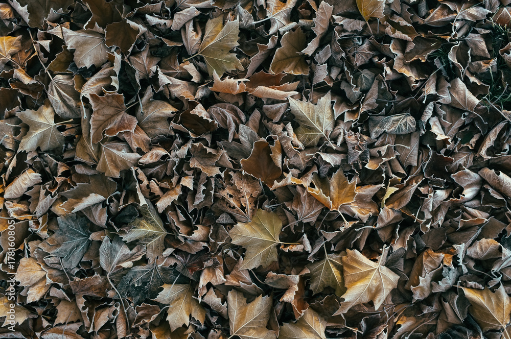 Texture background of frozen leaves Texture background of frozen leaves