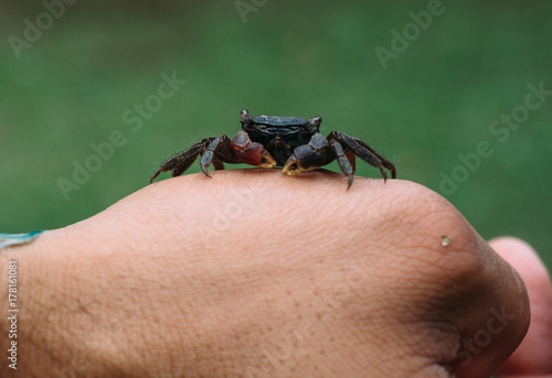Crab on Finger