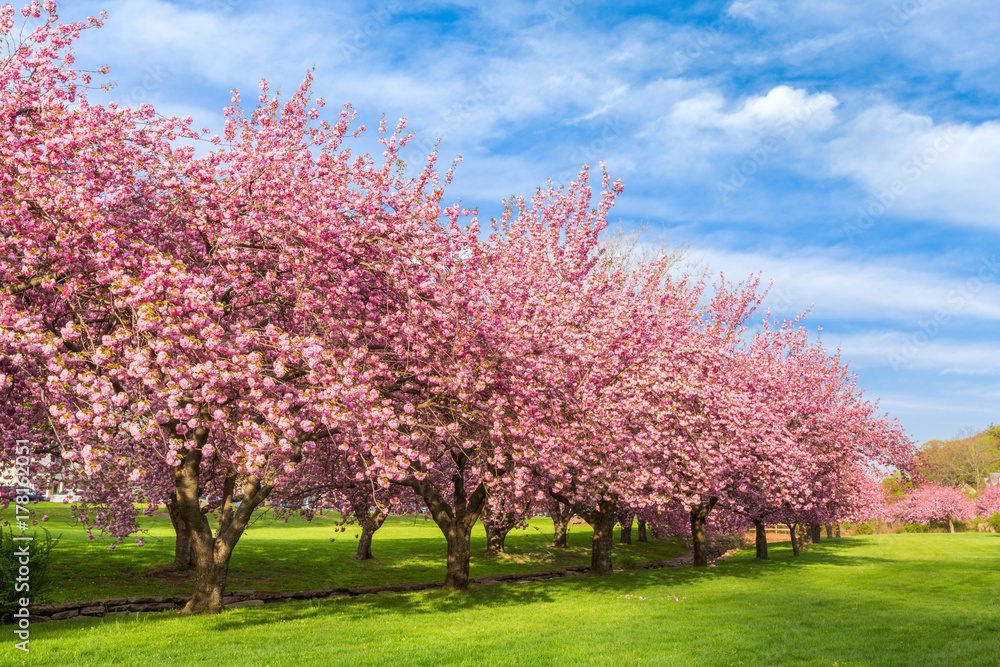 Obraz premium Eksplozja kwiatów drzewa wiśniowego w słoneczny poranek kwietnia w Hurd Park, Dover, New Jersey.