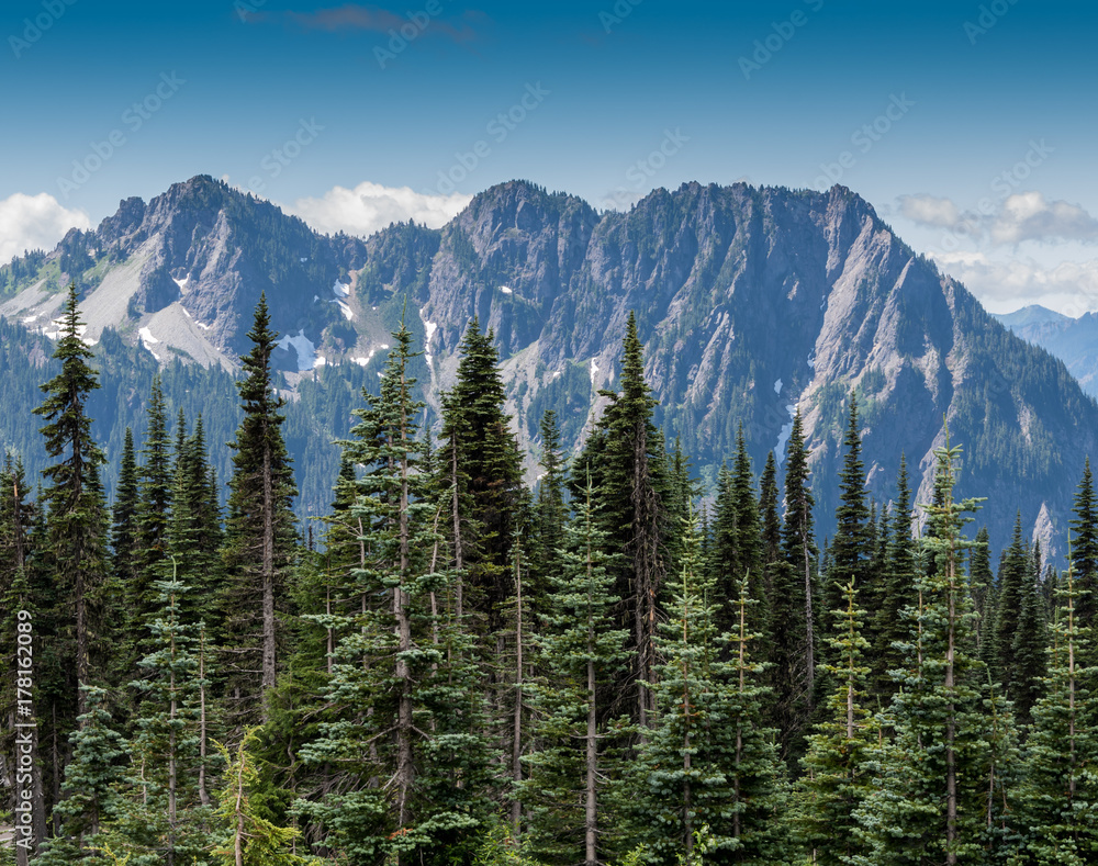 Evergreens and Mountains in Mount Rainier