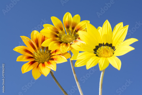 Three Gazania Rigen Flowers Against Sky