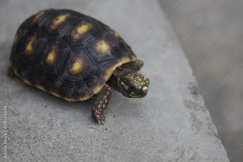 Fototapeta premium Little Turtle