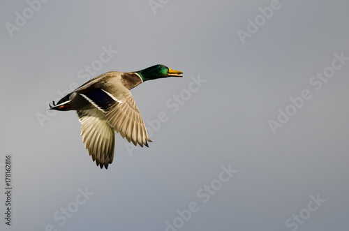 Mallard Duck Flying in a Cloudy Sky
