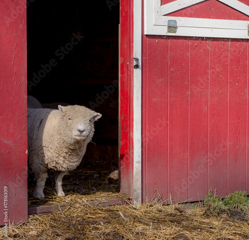 Fotografie A solitary sheep stands looking out from red barn doorway
