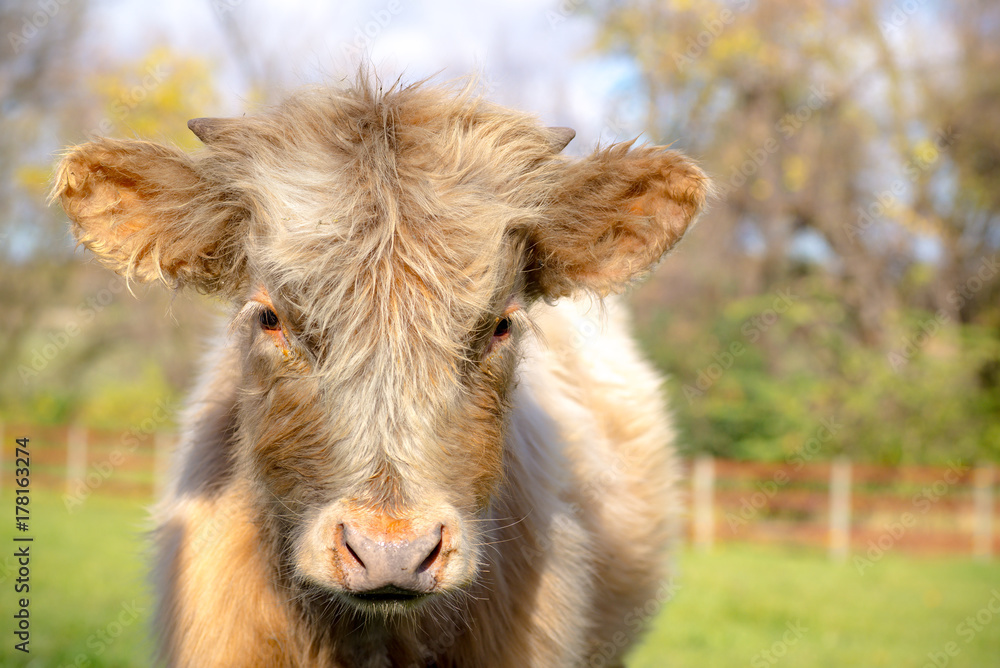Sweet faced fuzzy hairy young american highland cow with big eyes looking right into camera. small nubbins of horns starting. Light brown and white coat. Sweet faced fuzzy hairy young american highland cow with big eyes looking right into camera. small nubbins of horns starting. Light brown and white coat.