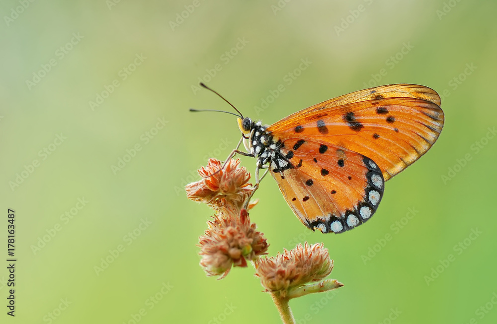 Obraz premium Butterfly