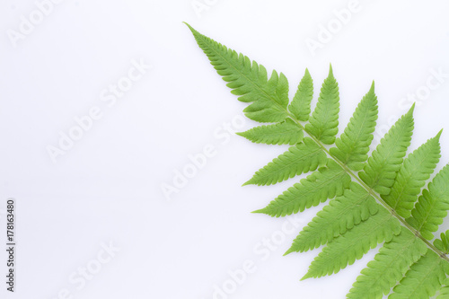 leaf of fern isolated on white background  Filicopsida  Pterophyta  Filicinae o Polypodiophyta 