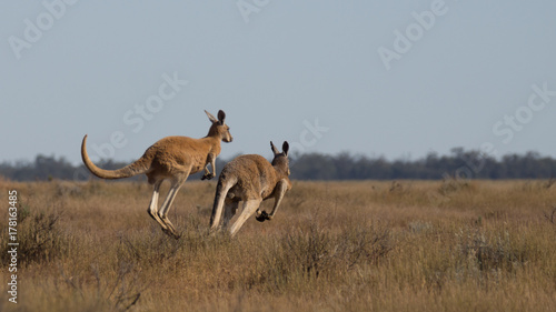 Red kangaroos (Macropus rufus) on the move! © Darryl
