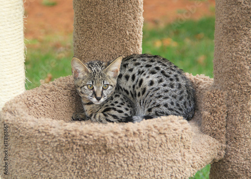 Obraz na plátne Savannah cat