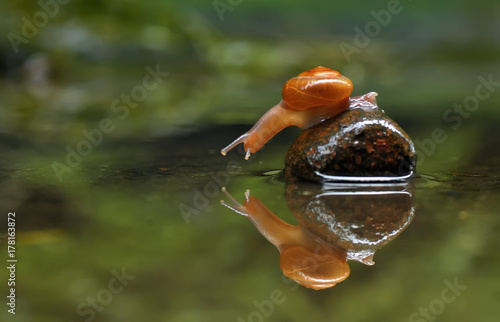 Snail And reflection photo