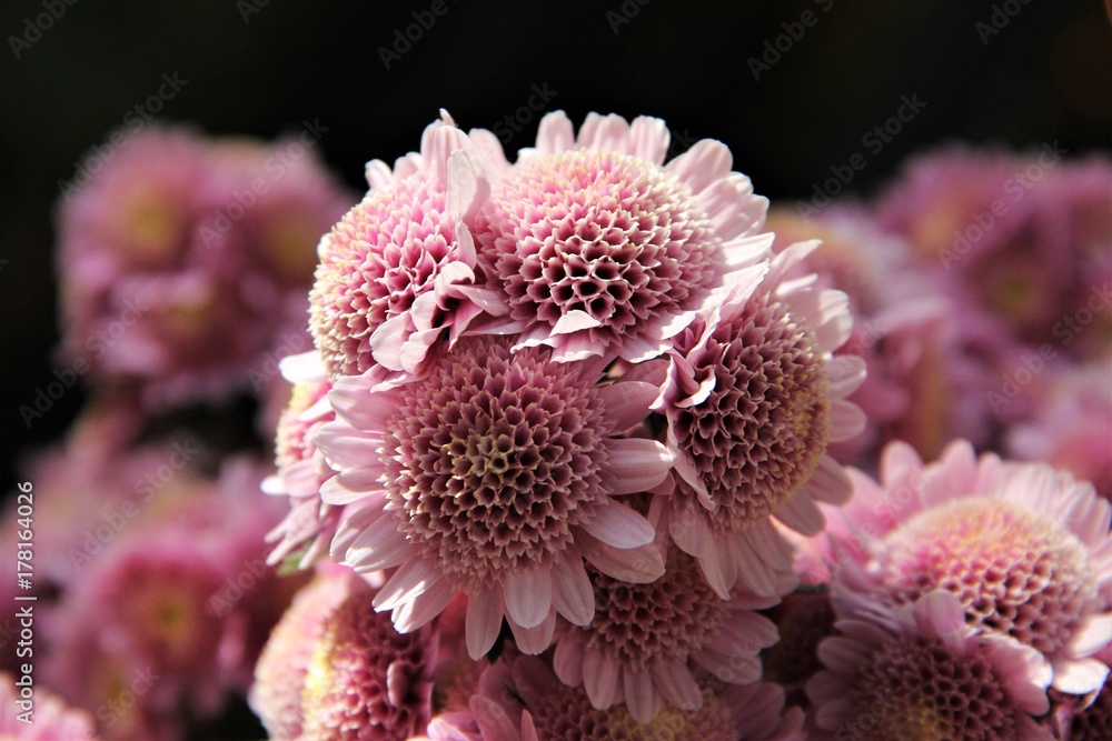 Fototapeta premium Pink crysanthemum 