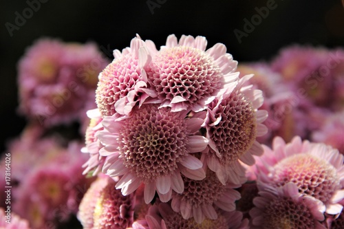 Pink crysanthemum 
