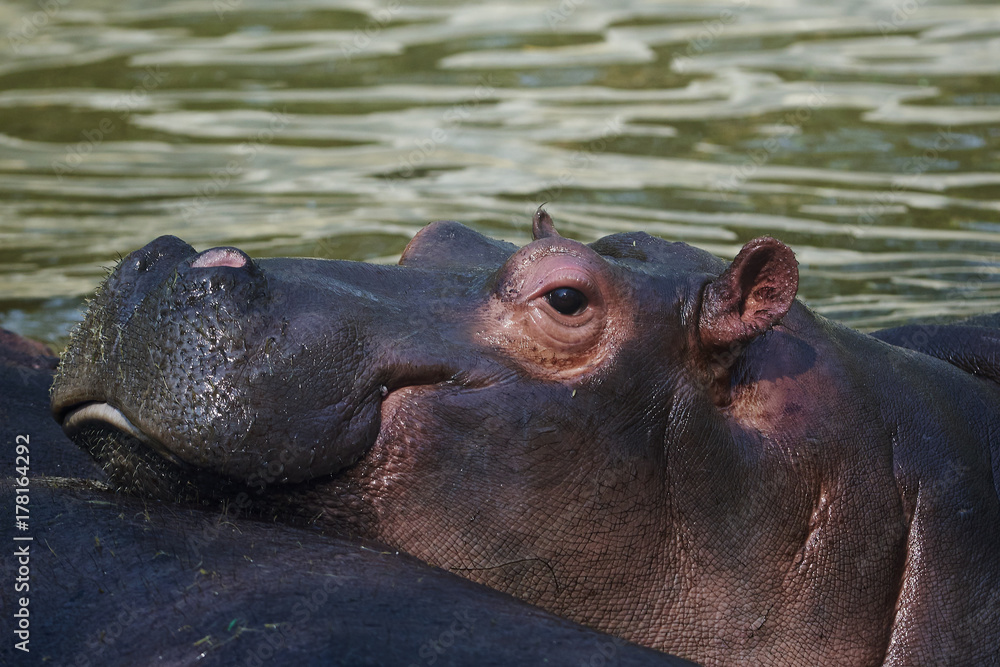 funny muzzle of a hippopotamus in water funny muzzle of a hippopotamus in water
