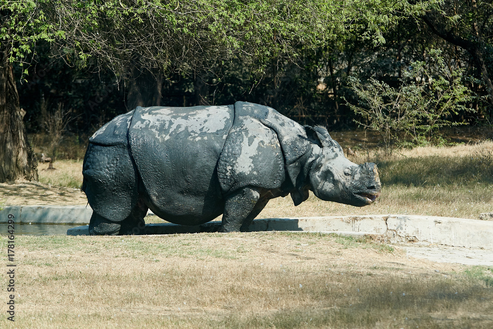 Fototapeta premium a rhinoceros in the dirt grazes on the field