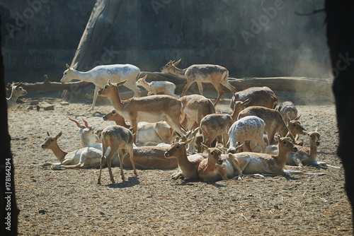 a group of antelopes on the sand