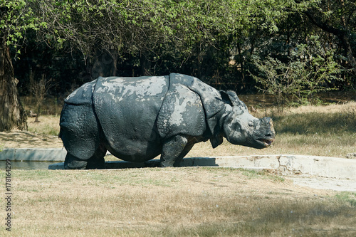 a rhinoceros in the dirt grazes on the field