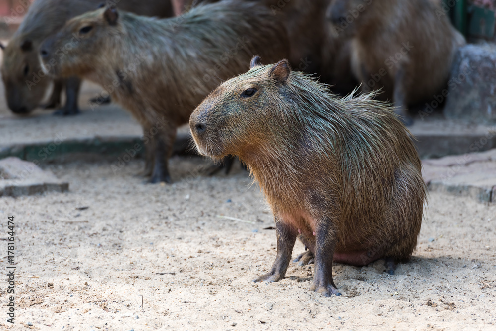 capybara sits on the sand next to other capybaras capybara sits on the sand next to other capybaras