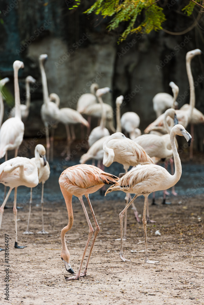 Obraz premium a large flock of pink flamingos