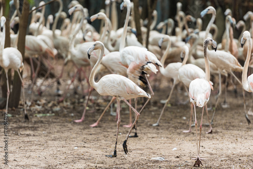 a large flock of pink flamingos © sibiranna