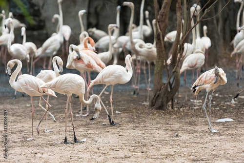 a large flock of pink flamingos © sibiranna