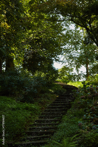 view in the park on an old stone moss-covered staircase and trees