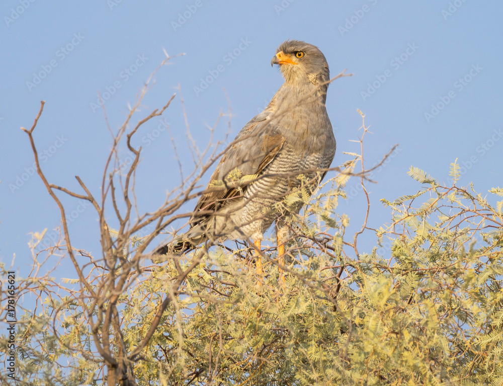 Southern Pale Chanting Goshawk Southern Pale Chanting Goshawk